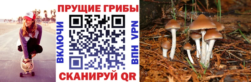 Псилоцибиновые грибы прущие грибы  Заполярный 